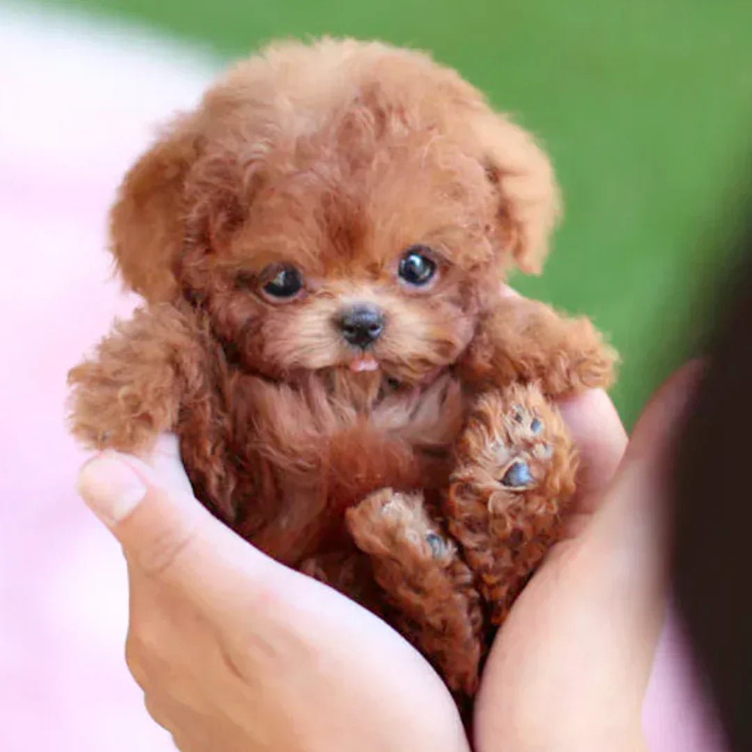 🐶NICOO - My Realistic Robot Puppy Walks, barks, and wags its tail—just like the real thing!