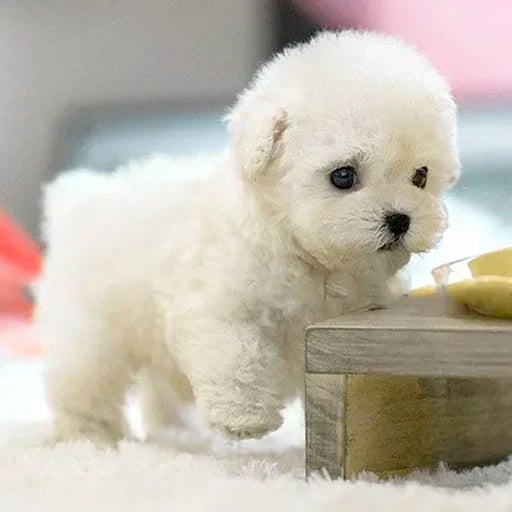 🐶NICOO - My Realistic Robot Puppy Walks, barks, and wags its tail—just like the real thing!
